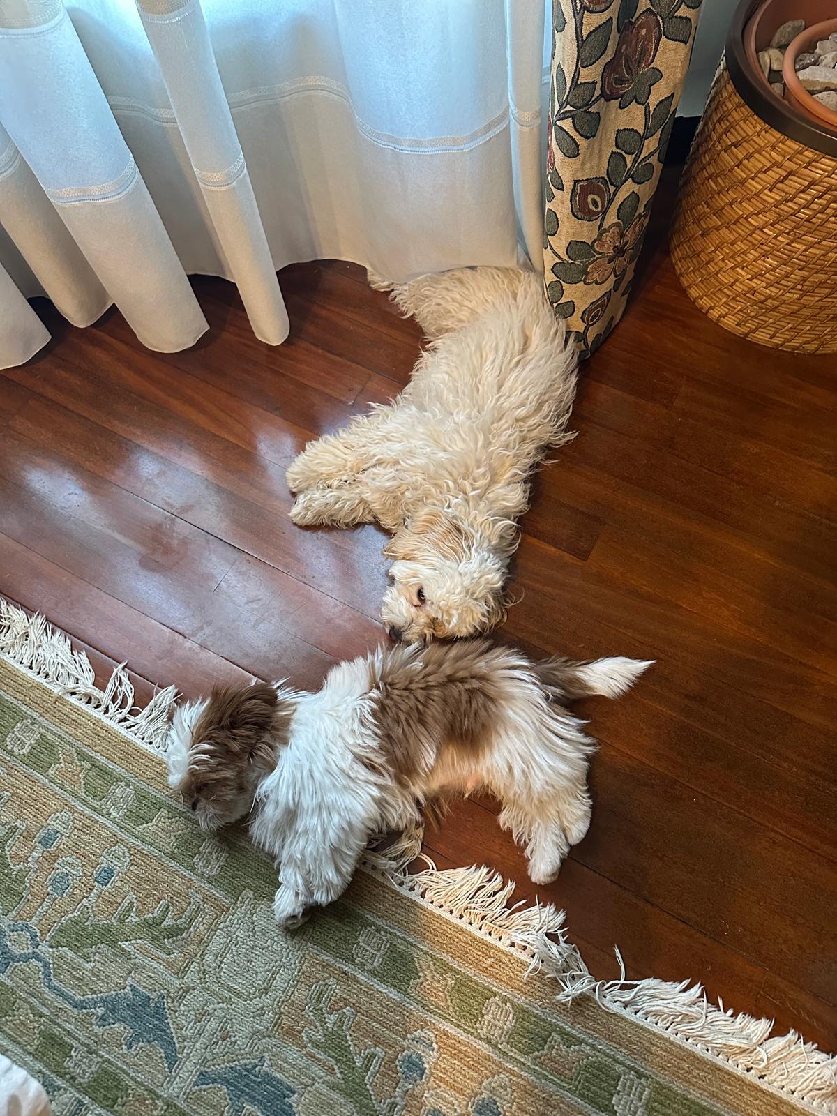 Parker y Luka descansando